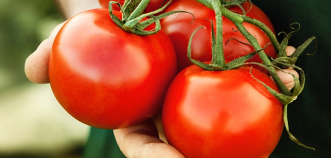 Бочковые зеленые помидоры польза